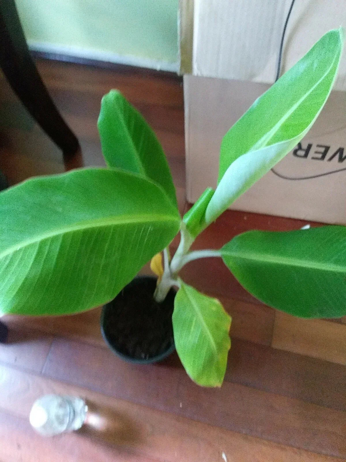 Live Plantain Plant in Pot | Musa paradisiaca | Tropical Edible Plant | 8-12in Musa paradisiaca