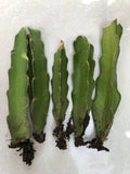 Rooted Dragon Fruit Cuttings - 5 Bare Root White Pitaya Cactus - Hylocereus undatus