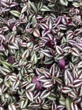 Tradescantia Zebrina Cuttings – 10 Healthy Purple Wandering Jew Plant Stem Cuttings for Propagation
