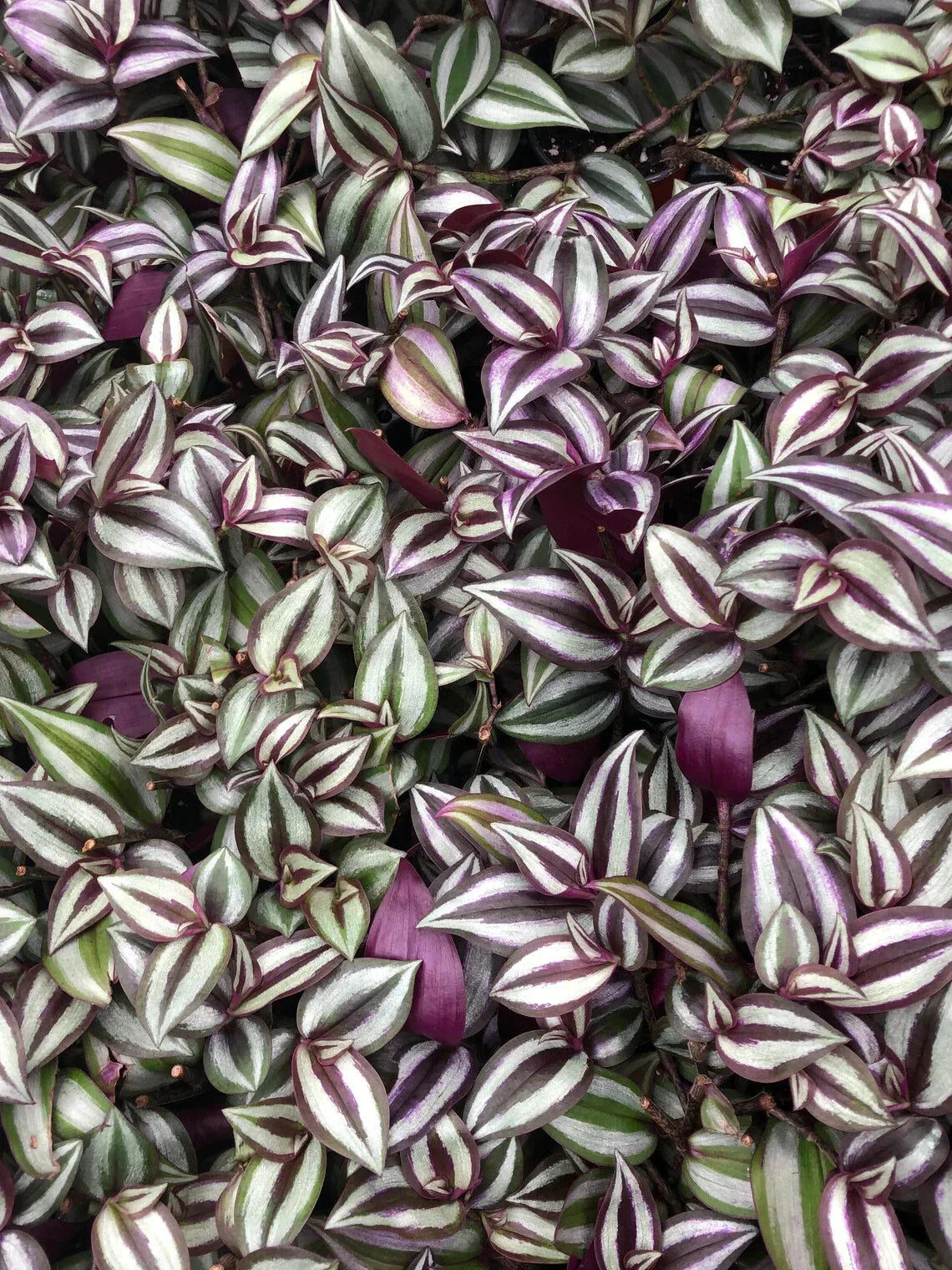 Tradescantia Zebrina Cuttings – 10 Healthy Purple Wandering Jew Plant Stem Cuttings for Propagation