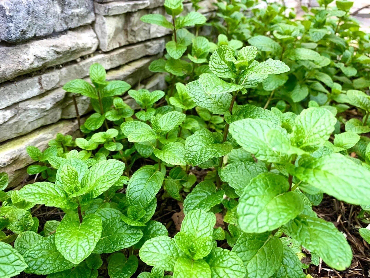 Mint Bare Root Plants - 10 Pack - Aromatic Herb Mentha spp. - USA Grown