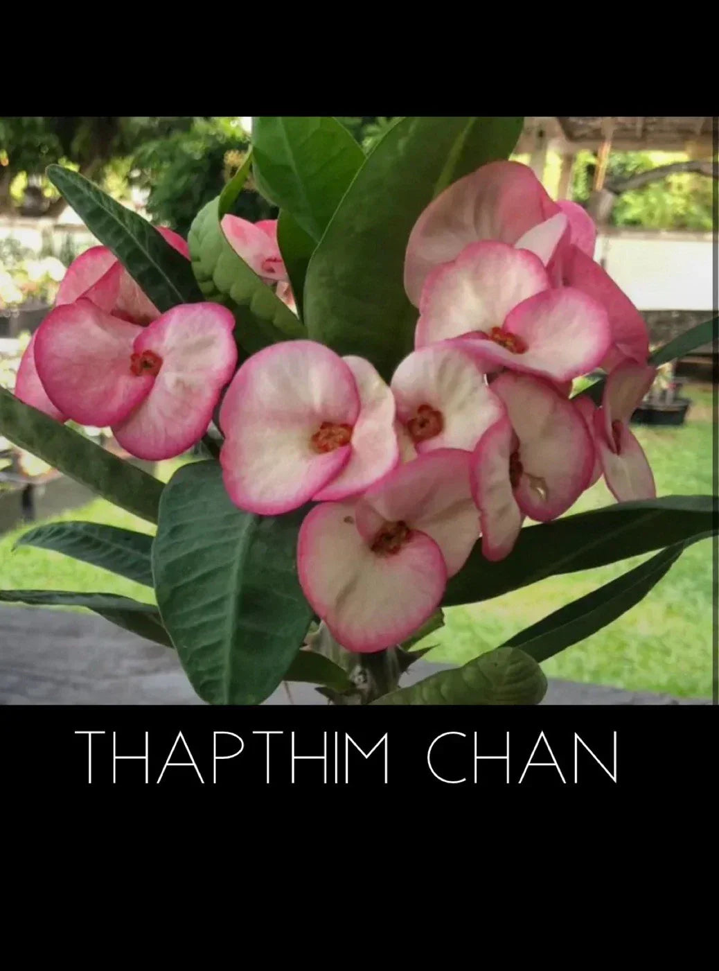Crown of Thorns Plant - Thapthim Chan Variety - Rooted Euphorbia Milii Succulent