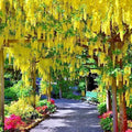 Golden Chain Tree Seeds - Laburnum anagyroides - Wisteria-Like Yellow Flowering Ornamental Garden Seeds