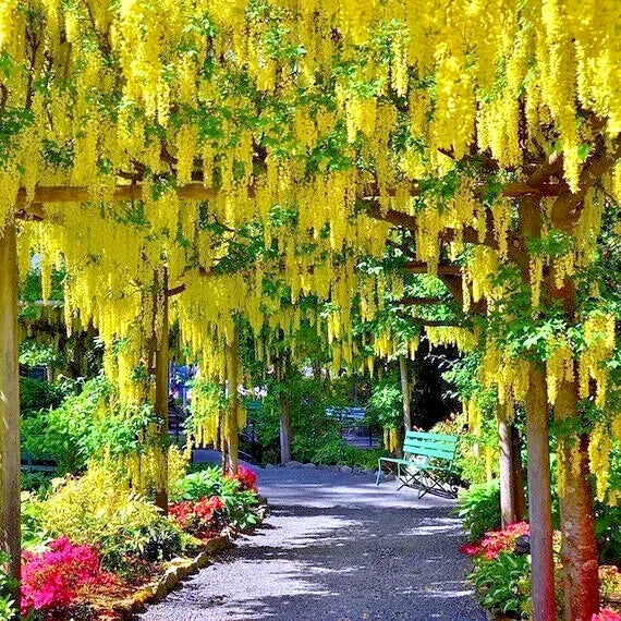 Golden Chain Tree Seeds - Laburnum anagyroides - Wisteria-Like Yellow Flowering Ornamental Garden Seeds