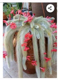 Monkey Tail Cactus Cutting 8" | Succulent Plant | Rhipsalis Baccifera | Trailing Fuzzy Cactus End Cutting