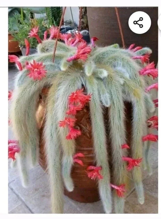 Monkey Tail Cactus Cutting 8" | Succulent Plant | Rhipsalis Baccifera | Trailing Fuzzy Cactus End Cutting
