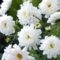 Double Click White Knight Cosmos Seeds - 200+ Pack, Garden Flower, Cosmos bipinnatus, White Blooms, Pollinator Friendly, Easy to Grow