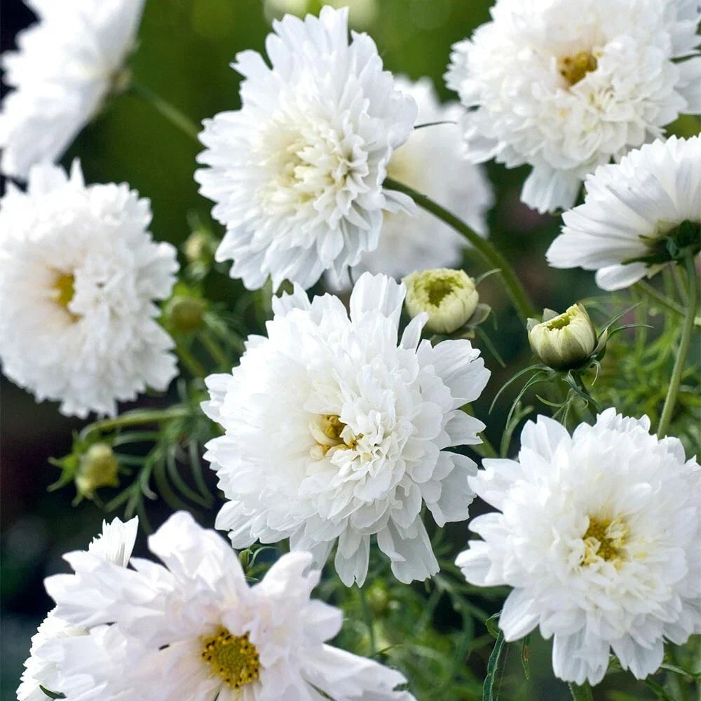 Double Click White Knight Cosmos Seeds - 200+ Pack, Garden Flower, Cosmos bipinnatus, White Blooms, Pollinator Friendly, Easy to Grow