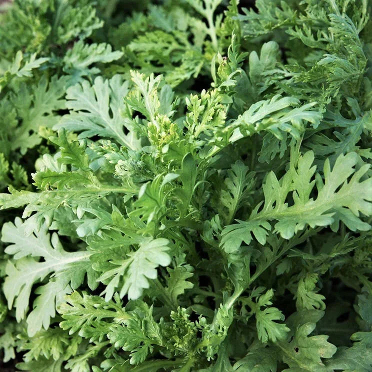 Garland Chrysanthemum Seeds - Edible Greens for Planting - Crown Daisy - Chrysanthemum coronarium, 200 Seeds