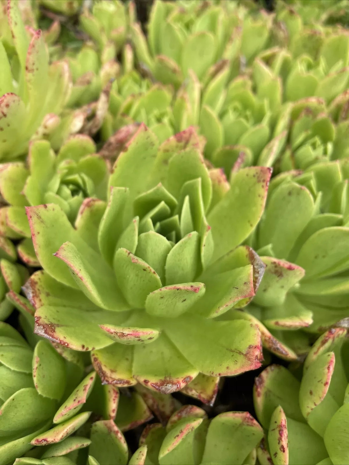 Rare Succulent Cuttings 4-6" Aeonium Pink Edges Green Live Plant for Indoor Gardening & Collectors