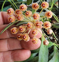 Unrooted Hoya aff. burtoniae Cutting – Rare Wax Vine Indoor Plant, Tropical Houseplant, Greenery, Trailing Vine