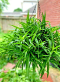 Spider Plant Hanging Basket - Six Rooted Chlorophytum comosum Indoor Air Purifying Plants
