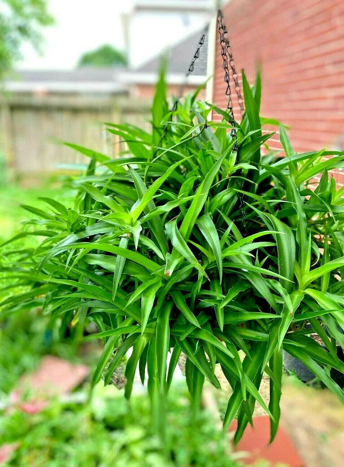 Spider Plant Hanging Basket - Six Rooted Chlorophytum comosum Indoor Air Purifying Plants