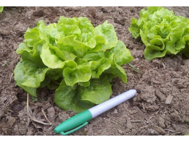 Tom Thumb Leaf Lettuce Seeds - 50 Count, Easy to Grow, Compact Lactuca sativa, Salad Greens, Heirloom, Container Gardening