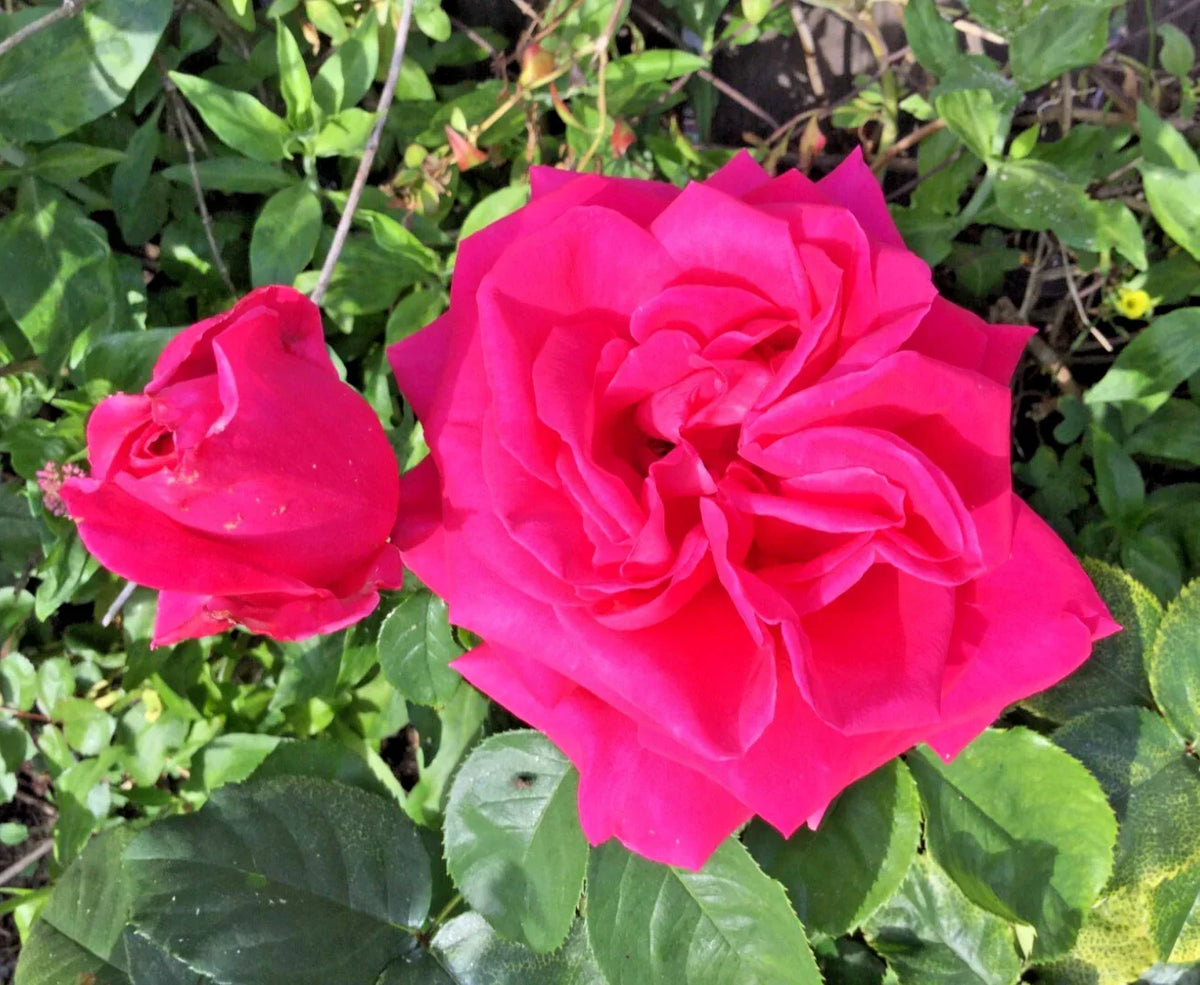 Dark Pink Rose Cuttings 3 Stems for Rooting Grafting Rosa spp. Garden Flowering Plant
