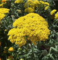 Golden Yarrow Seeds - Organic Herb Seeds for Garden Planting, Eriophyllum confertiflorum, Yellow Blooms, Pollinator Attractant, 100+ Pack