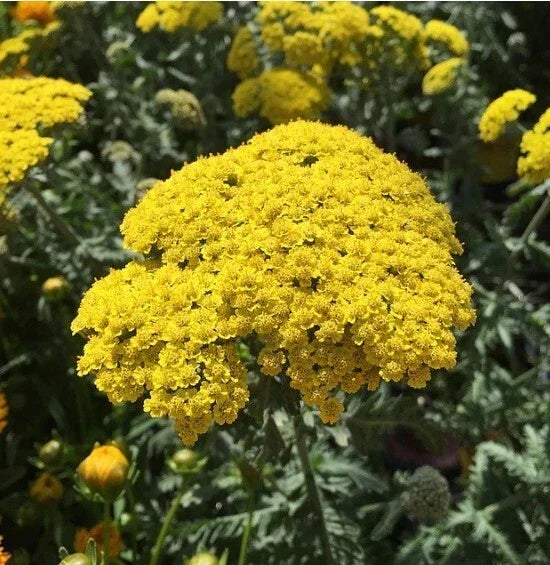 Golden Yarrow Seeds - Organic Herb Seeds for Garden Planting, Eriophyllum confertiflorum, Yellow Blooms, Pollinator Attractant, 100+ Pack