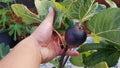Kathleen's Black Fig Live Starter Plant – Ficus carica, Compact Bushy, Hardy Purple Fig, Zone 6, 4+ Inches