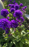 Bare Root Purple Bellflower Plants - Campanula Superba Glomerata 5 Pack for Garden Borders & Containers