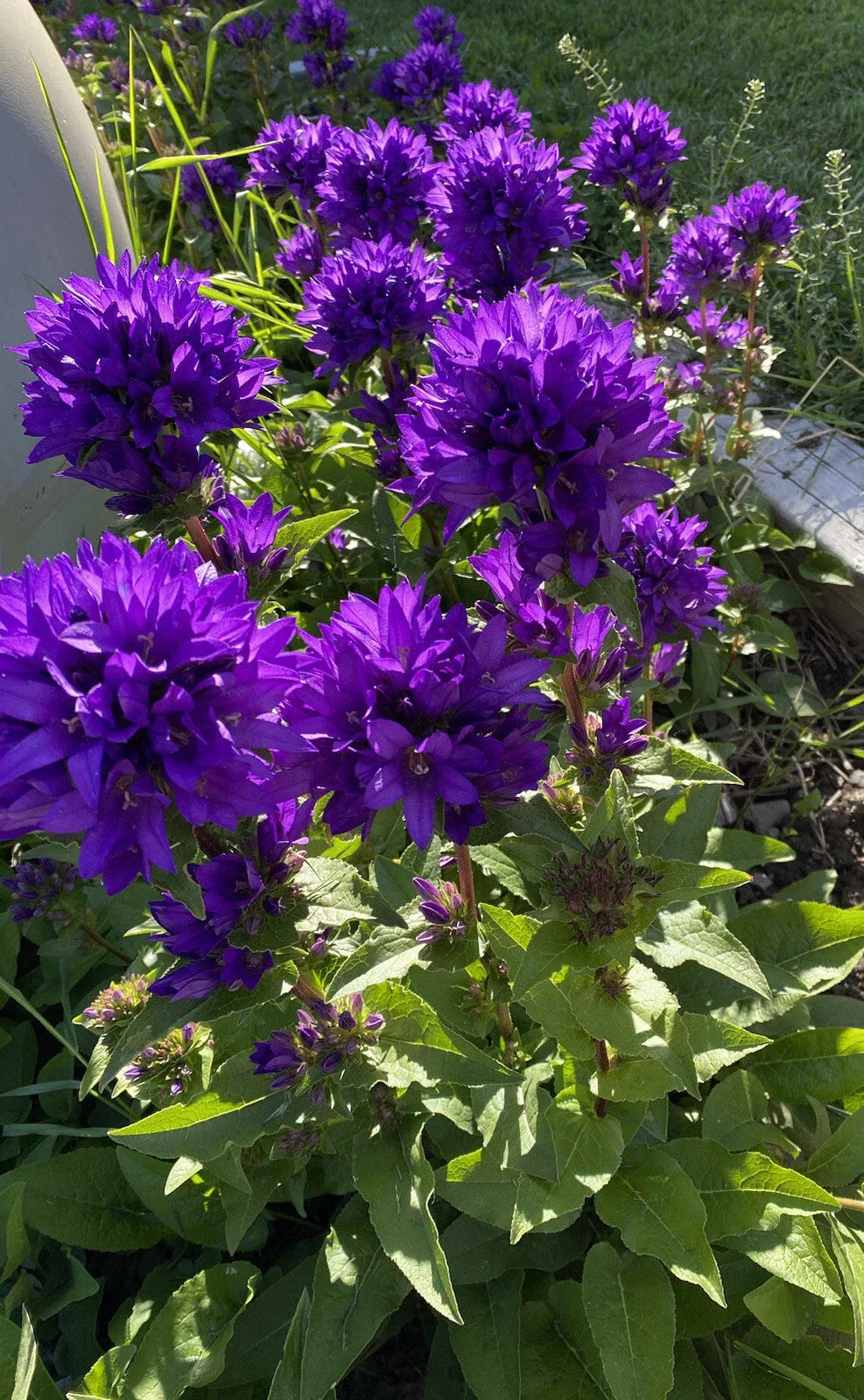 Bare Root Purple Bellflower Plants - Campanula Superba Glomerata 5 Pack for Garden Borders & Containers