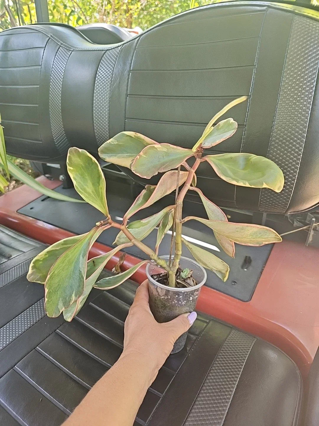 Peperomia Clusiifolia Jelly Plant - Variegated Green Pink White Indoor Houseplant, Compact Foliage