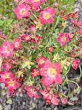Saxifraga Touran Deep Red Bare Root Plant – Vibrant Perennial with Red Flowers, Easy Care, Grown in USA