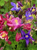 Aquilegia Mckana's Giant Mix Seeds – 200+ Columbine Seeds, Mixed Colors, Aquilegia caerulea, Perennial Flower Seeds