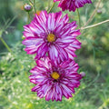 Cosmos Seeds - 200+ Double Click Double Violet Cosmos bipinnatus Garden Flower Seeds for Borders & Containers