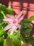 Thanksgiving/Christmas Cactus Cuttings - Light Pink with Dark Pink Edges - Schlumbergera truncata - 3 Unrooted Propagation Cuttings