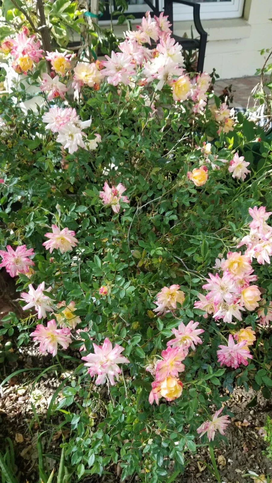 Confetti Miniature Rose Cuttings - 3 Live Fresh Rosa 'Confetti' Garden Plants for Containers and Gardens