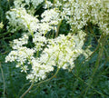Filipendula vulgaris Seeds - 25 Count, Common Meadowsweet, Perennial Herb for Garden, Landscape, White Flowers
