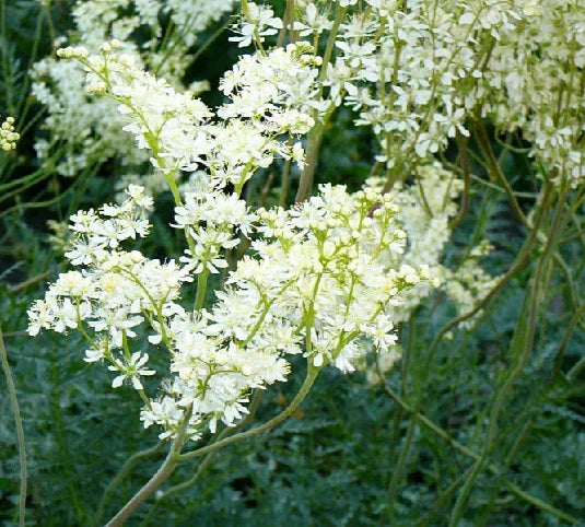 Filipendula vulgaris Seeds - 25 Count, Common Meadowsweet, Perennial Herb for Garden, Landscape, White Flowers