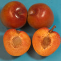 Elephant Heart Plum Tree Grafting Scionwood - Prunus domestica, Fruit Tree Cutting, Buds for Grafting