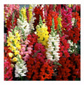 Snapdragon Seeds Tetra Mix Multi-Color Blooms Antirrhinum majus Pollinator-Friendly Garden Seeds