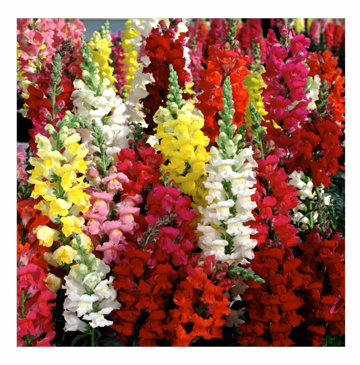 Snapdragon Seeds Tetra Mix Multi-Color Blooms Antirrhinum majus Pollinator-Friendly Garden Seeds