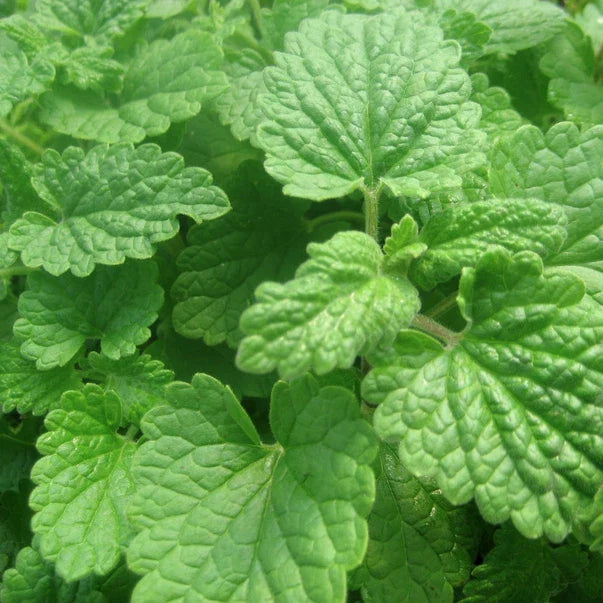 Lemon Catnip Seeds | 300 Heirloom Non-GMO Nepeta cataria Var. citriodora | Herbaceous Perennial for Attracting Cats
