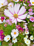 Cosmos Seeds Mix - 100 Seeds - Single Double Seashell & Striped - Cosmos bipinnatus Flower Seeds for Garden, Pollinator Attracting