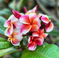 Plumeria Cutting 1 Grow Tip Tropical Flowering Plant Fragrant Garden Shrub - Plumeria spp.