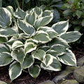 Hosta Minuteman Potted Plant - Green & White Variegated Foliage, Hardy Perennial for Shade Gardens