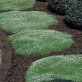 Irish Moss Seeds - Ground Cover Plant with Green Foliage, Sagina subulata, 100+ Seeds