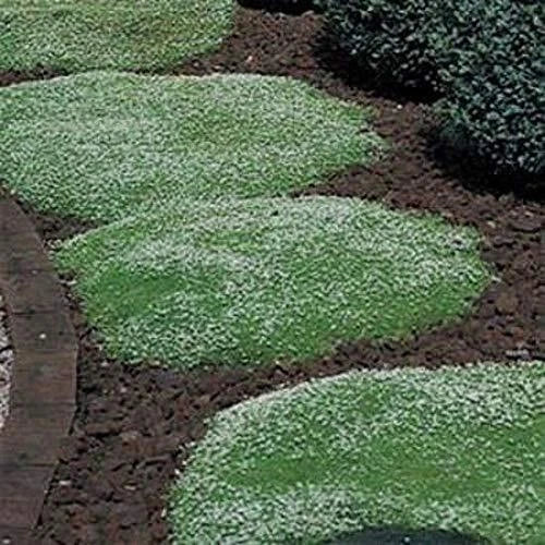 Irish Moss Seeds - Ground Cover Plant with Green Foliage, Sagina subulata, 100+ Seeds