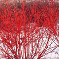 Red Twig Dogwood Live Plant Bareroot 8-16 Inches Cornus Sericea Shrub for Zones 3-8