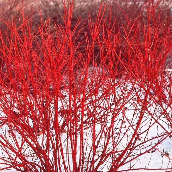 Red Twig Dogwood Live Plant Bareroot 8-16 Inches Cornus Sericea Shrub for Zones 3-8