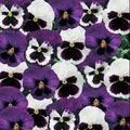 Pansy Seeds 50 Count - Majestic Giant Sea Breeze Blotch Mix Viola tricolor var. hortensis - Vibrant Flower Seeds for Garden Beds & Containers
