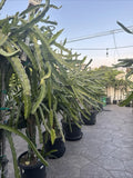 Dragon Fruit Cuttings 20-26 Inches Long, Hylocereus spp., Unknown Varieties, Cactus Plant for Gardening & Indoor Growing