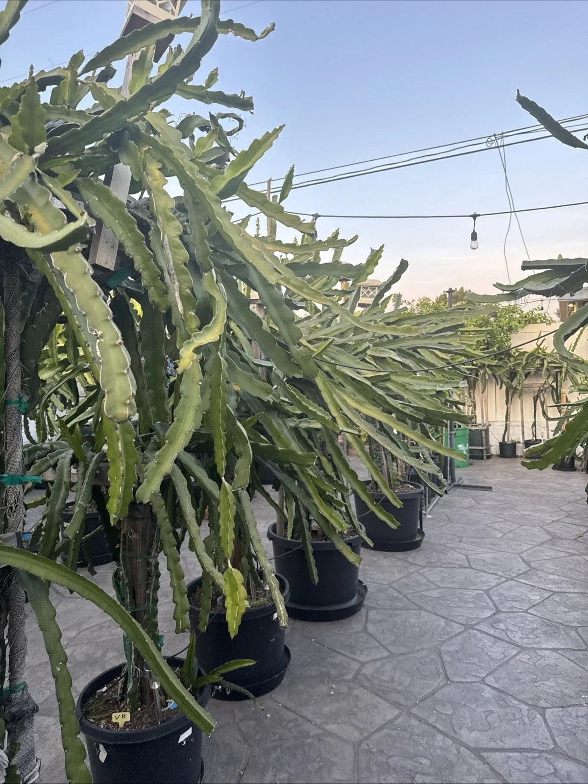 Dragon Fruit Cuttings 20-26 Inches Long, Hylocereus spp., Unknown Varieties, Cactus Plant for Gardening & Indoor Growing