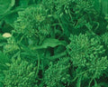 Rapini Broccoli Seeds - Early Fall Variety, Italian Greens, Non-GMO, Brassica rapa, 500 Seeds