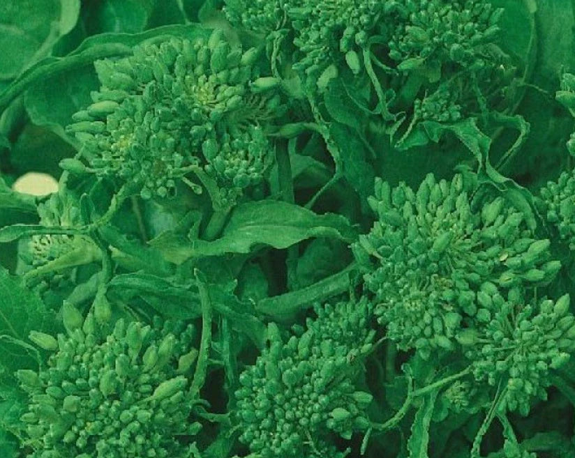 Rapini Broccoli Seeds - Early Fall Variety, Italian Greens, Non-GMO, Brassica rapa, 500 Seeds