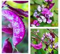 Hyacinth Bean Seeds - Heirloom Purple Moon, Vining, Lablab purpureus, Non-GMO, Edible & Ornamental Garden Seeds