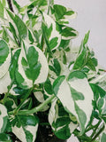 Pothos Cuttings - 3 Pearls and Jade Variegated Devil's Ivy Indoor House Plant - Epipremnum aureum